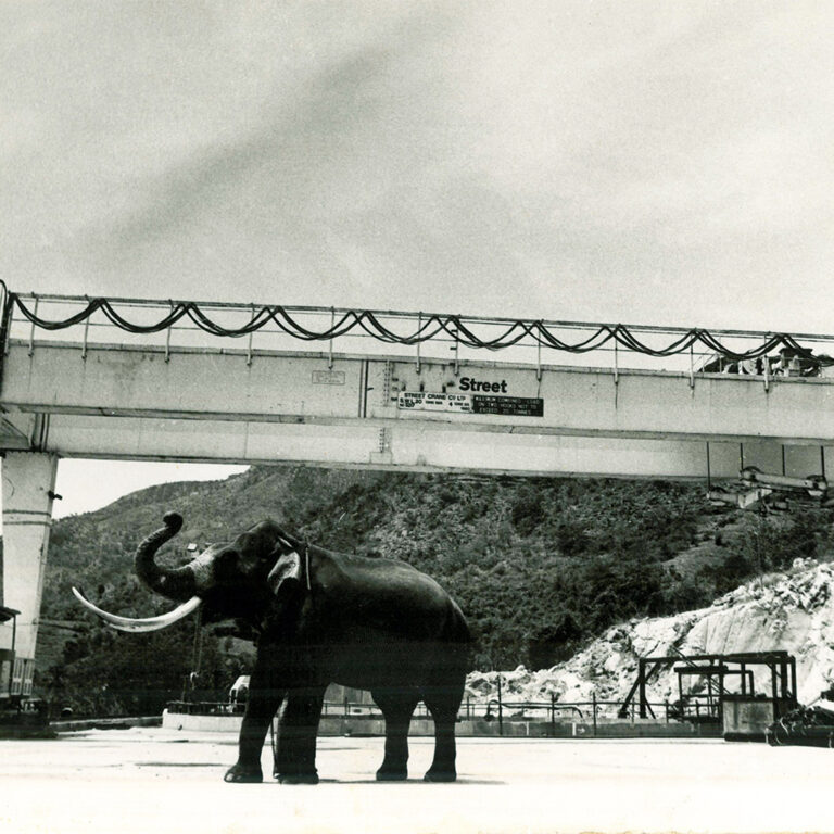 An elephant standing under a crane