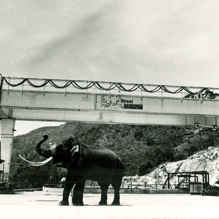 An elephant standing under a crane